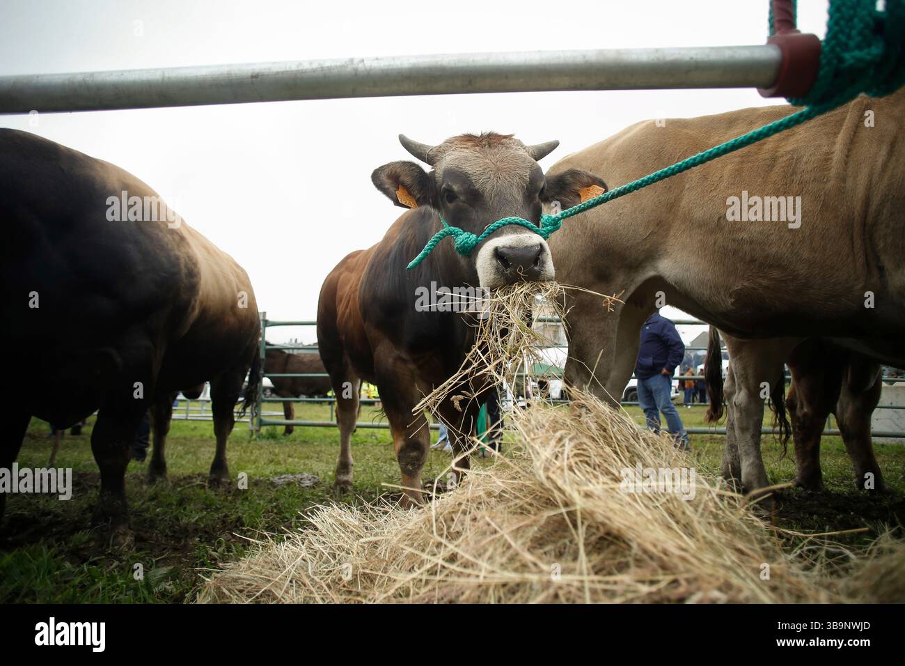 V. Fair Livestock during the V Fair in defense of the mountain livestock farmer ...