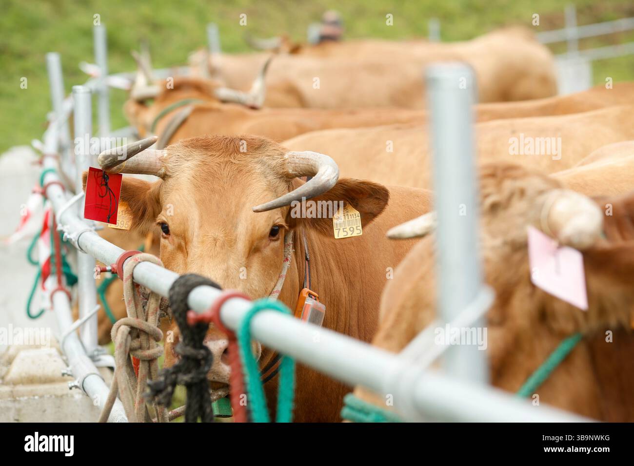 V. Fair Livestock during the V Fair in defense of the mountain livestock farmer ...