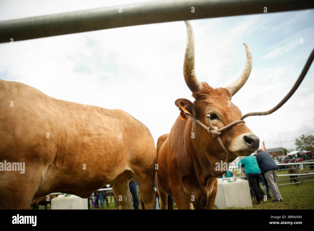 V. Fair Livestock during the V Fair in defense of the mountain livestock farmer ...
