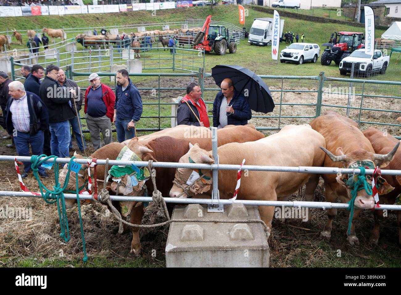 V. Fair Livestock during the V Fair in defense of the mountain livestock farmer ...