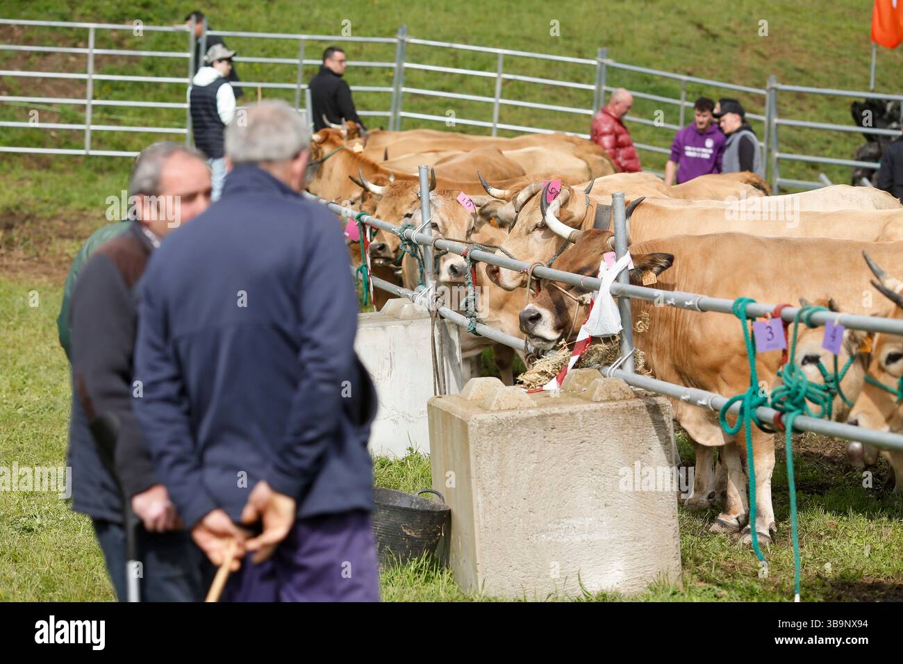 V. Fair Livestock during the V Fair in defense of the mountain livestock farmer ...