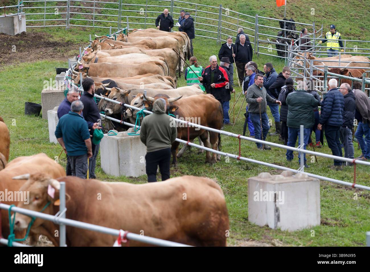 V. Fair Livestock during the V Fair in defense of the mountain livestock farmer ...