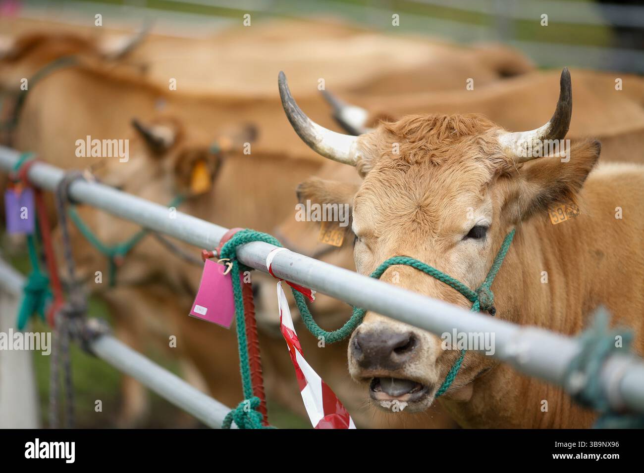 V. Fair Livestock during the V Fair in defense of the mountain livestock farmer ...