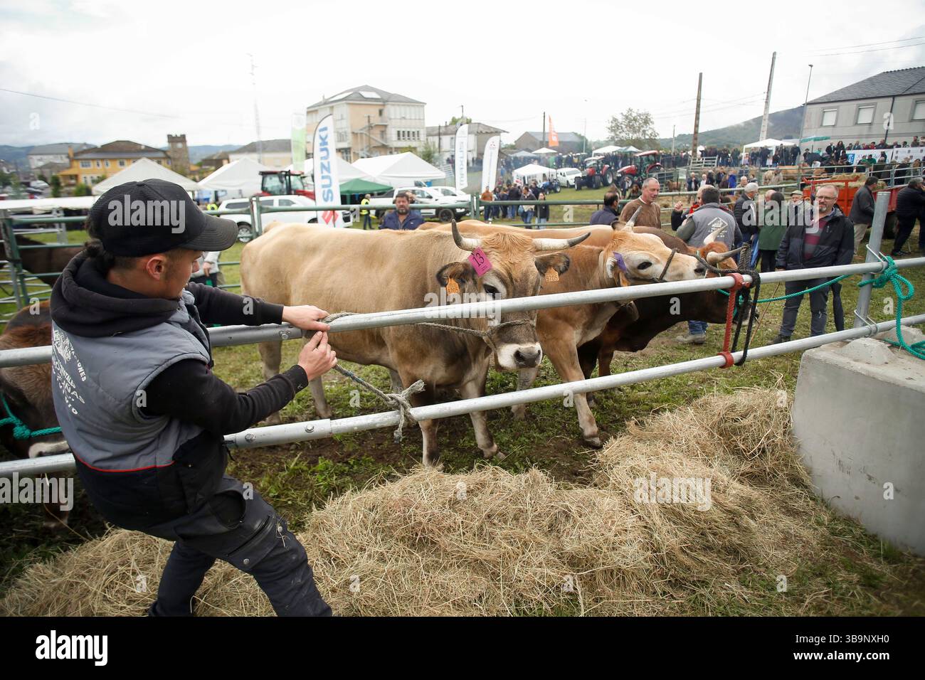 V. Fair Livestock during the V Fair in defense of the mountain livestock farmer ...