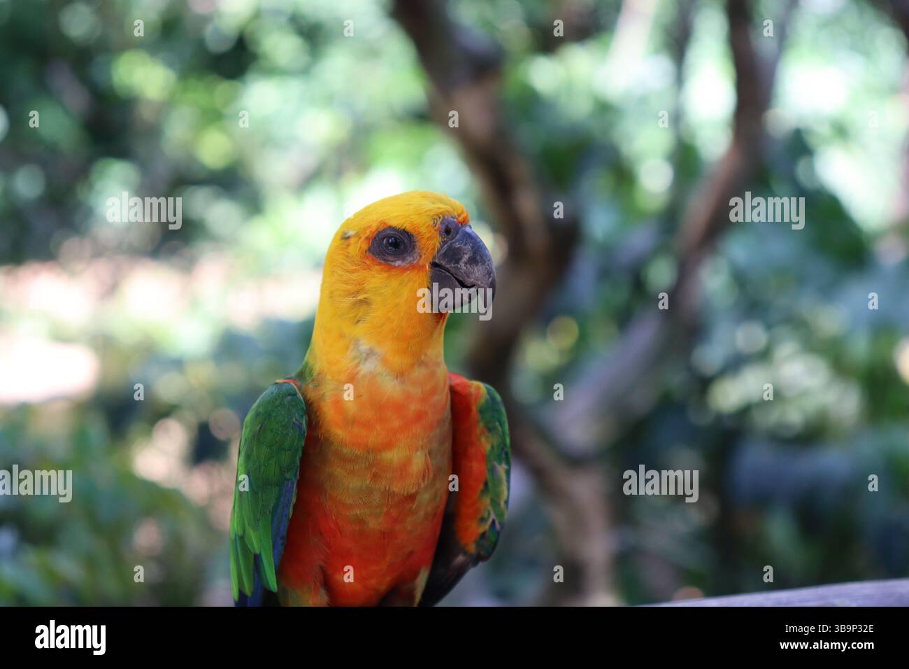 This is a beautiful bird called the true Jandaia. It is known by other names, such as the northeastern parakeet and jandaia. Stock Photo