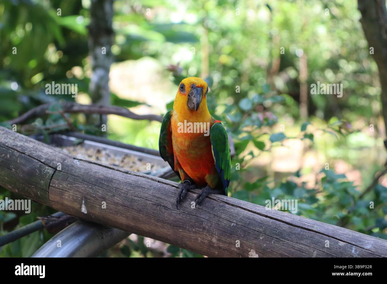 This is a beautiful bird called the true Jandaia. It is known by other names, such as the northeastern parakeet and jandaia. Stock Photo