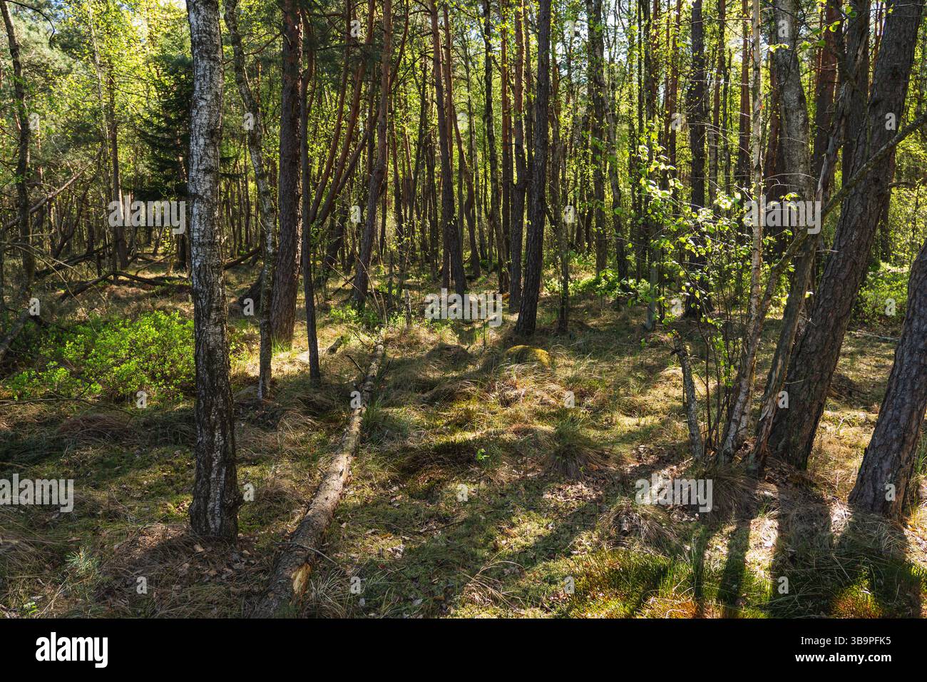 Ground With Trees natural landscape with old trees lying on the ground Stock Photo - Alamy