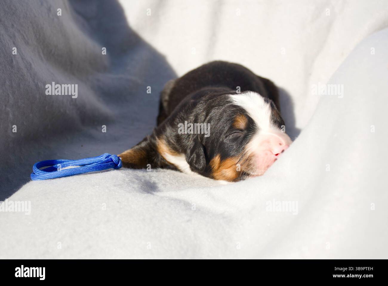 Category: Honden, image size:1300x956