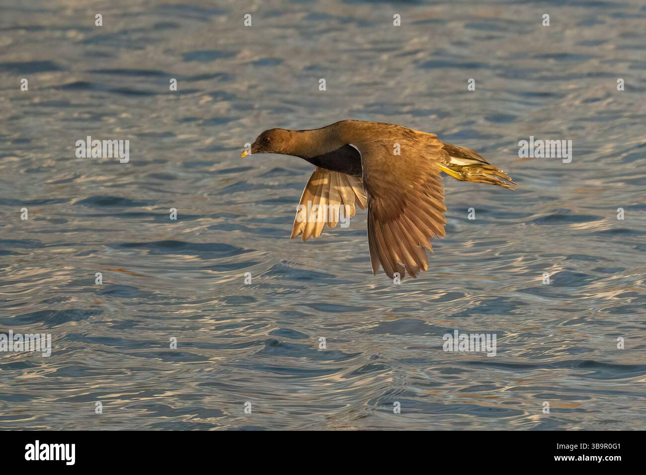 A moorhen taking a short flight above a natural pond, in the sunlight. Stock Photo