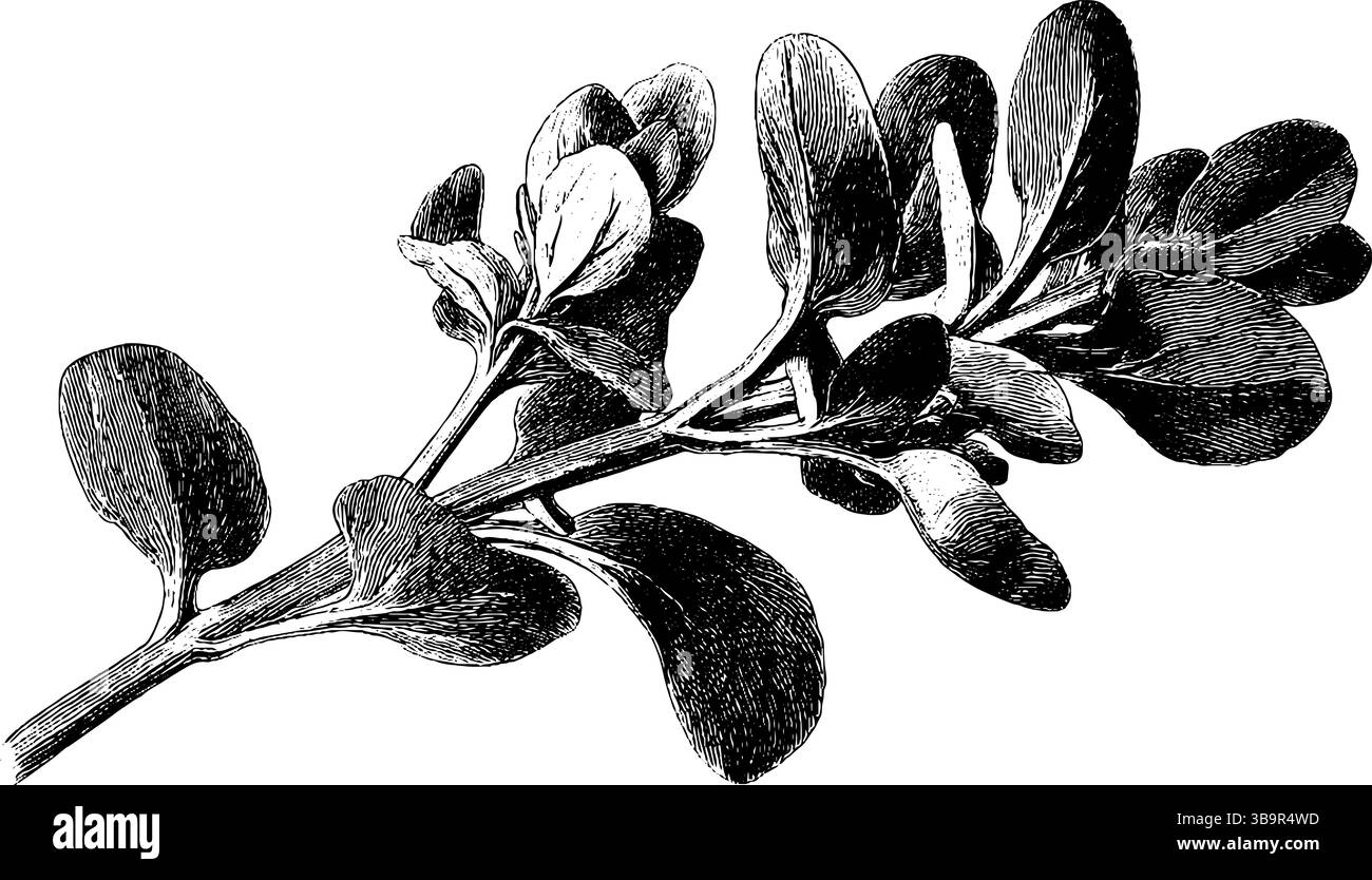 Detailed engraved illustration of wild oregano sprig in black ink. Stock Vector