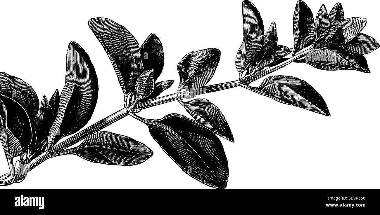 Engraved botanical illustration of wild oregano sprig for nature-themed designs. Stock Vector