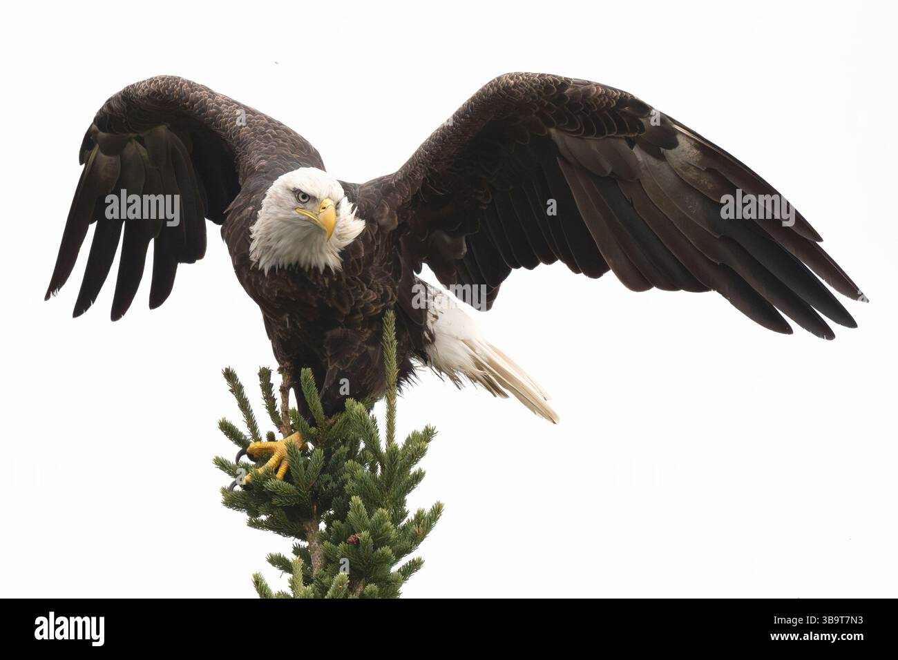 Bald Eagle (Haliaeetus leucocephalus) at a beaver pond. September in Acadia National Park, Maine, USA. Stock Photo