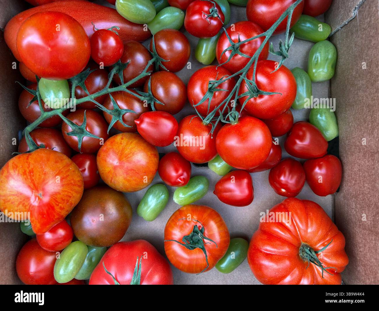 Long tom tomato hi-res stock photography and images - Alamy