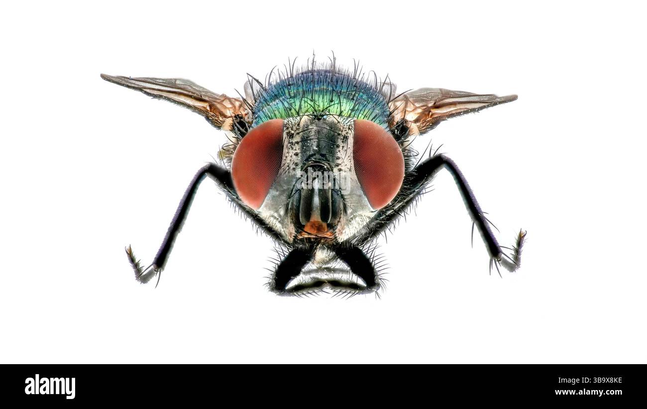 A fly is depicted in stunning detail, highlighting its colorful eyes ...