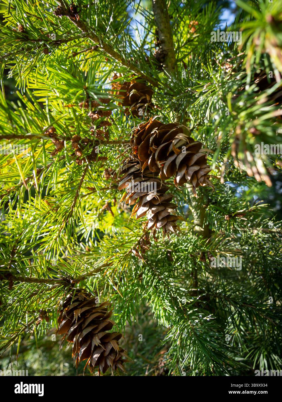 Pine cone, macro shot, close up Stock Photo