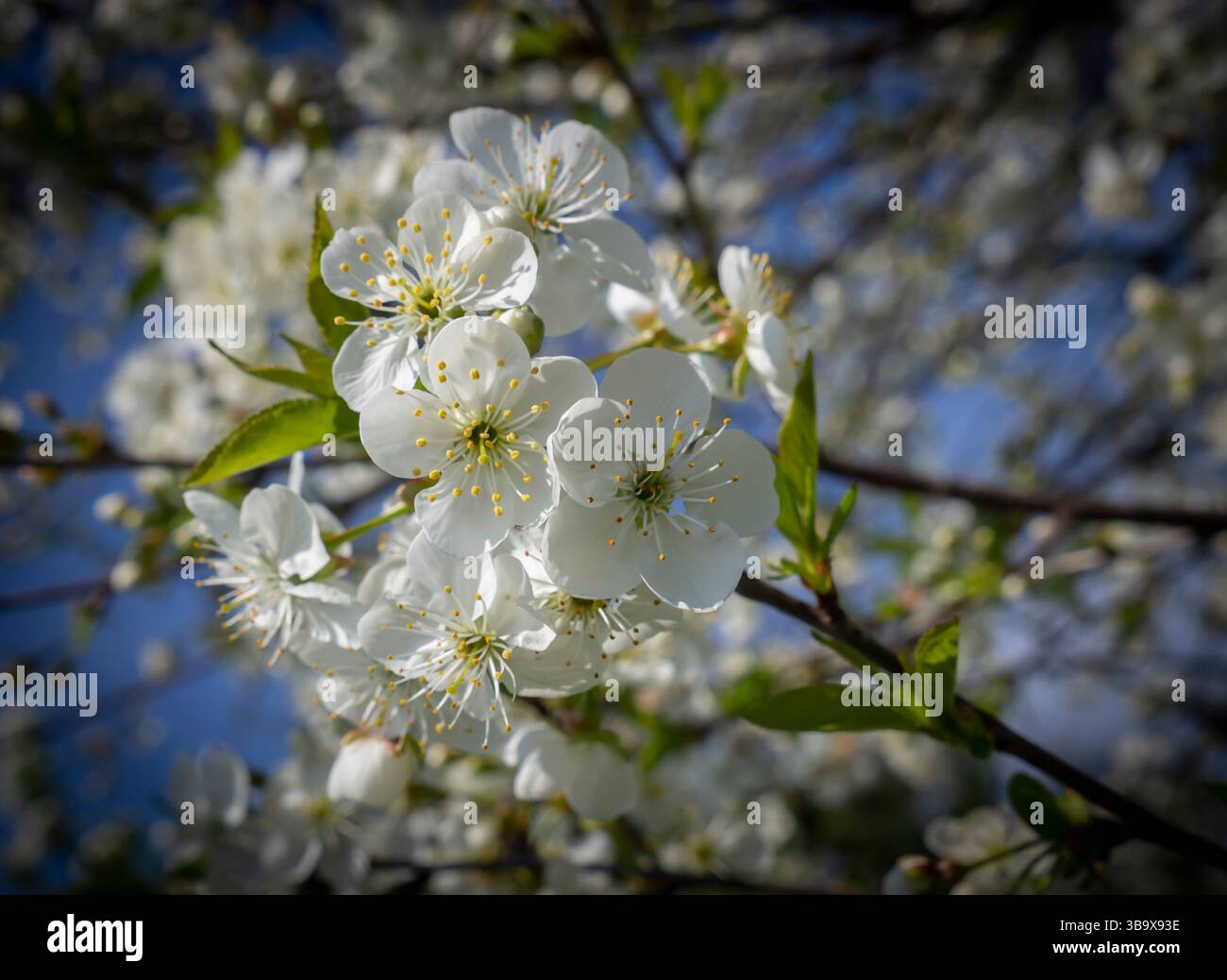 Flowering apple tree in spring time garden Stock Photo
