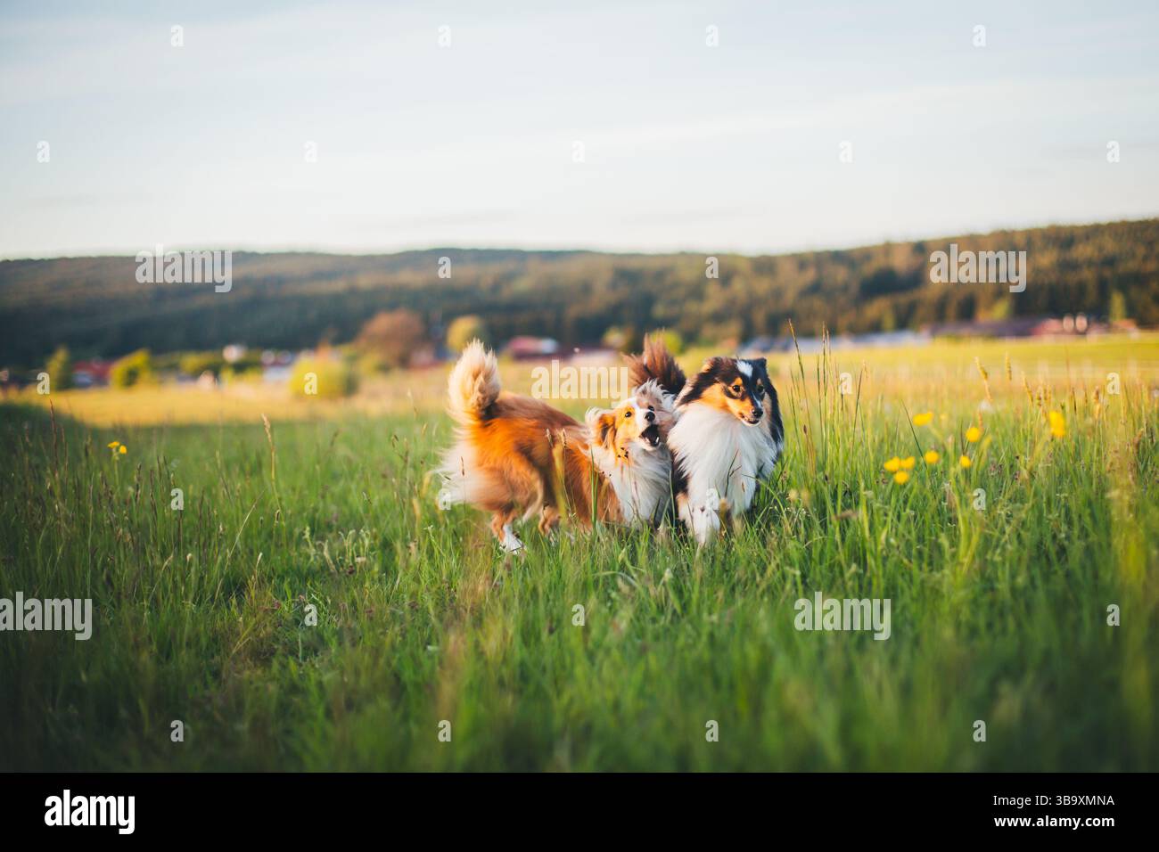 2 Shetland Sheepdogs playing Stock Photo