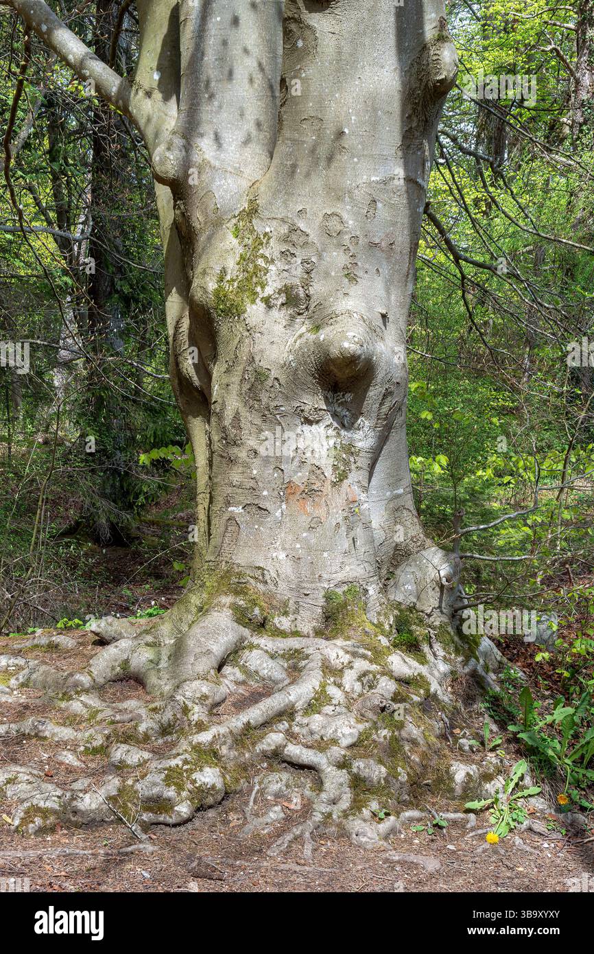 Trunk of a beech tree with strong roots, root structure Stock Photo - Alamy