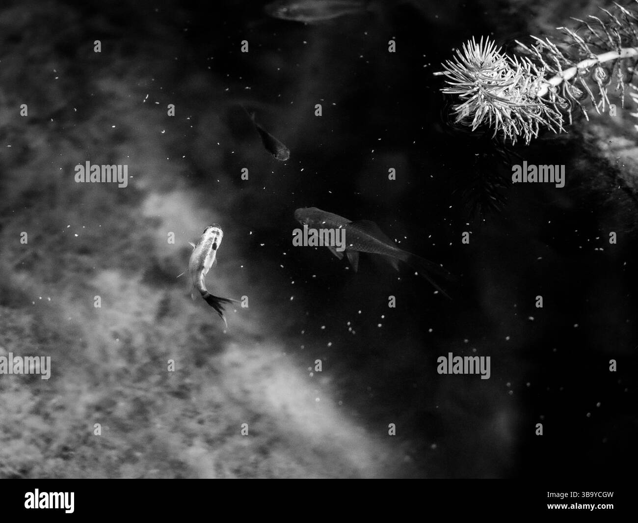 Image showcasing goldfish in a planted pond Stock Photo - Alamy