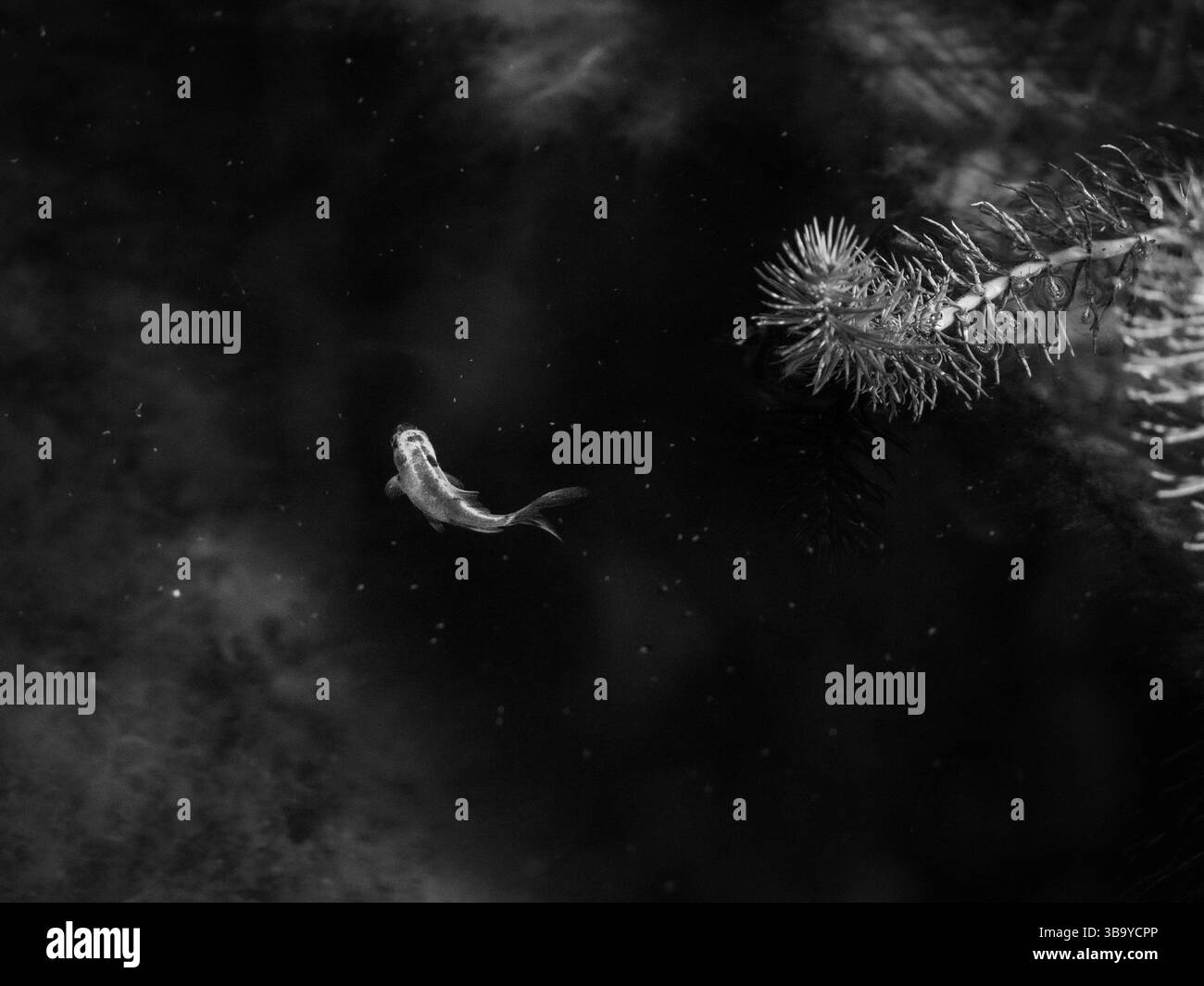 goldfish in a planted pond Stock Photo - Alamy - Pond Size For Goldfish Stock