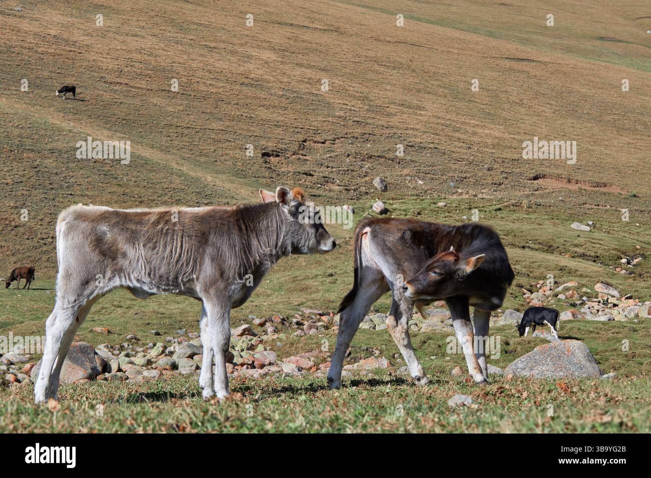 Two young calves are standing in a grassy field. Baby cow Stock Photo ...