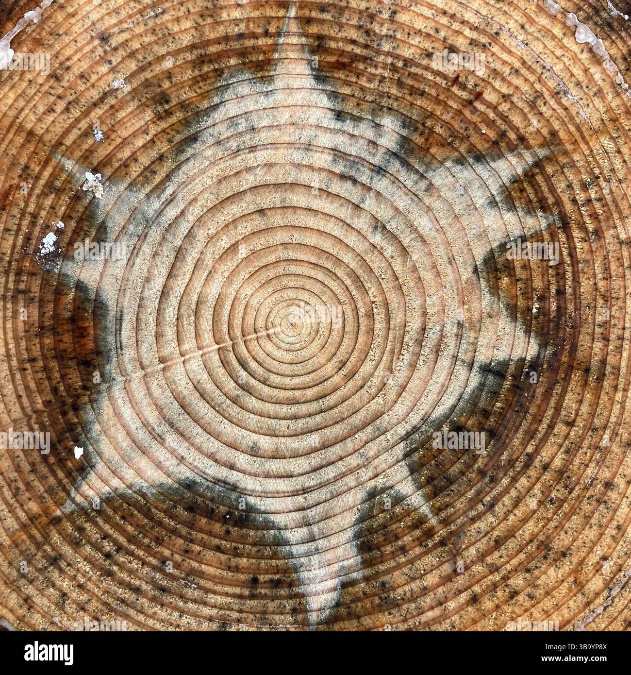 A cut conifer tree trunk showing the growth rings with a starburst pattern inside the tree - Smartphone Captured Stock Image
