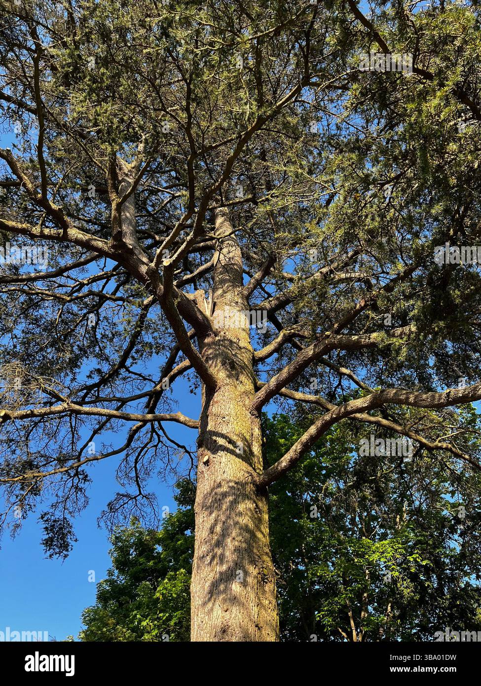 Image of a pine tree taken at an usual angel. - Smartphone Captured Stock Image
