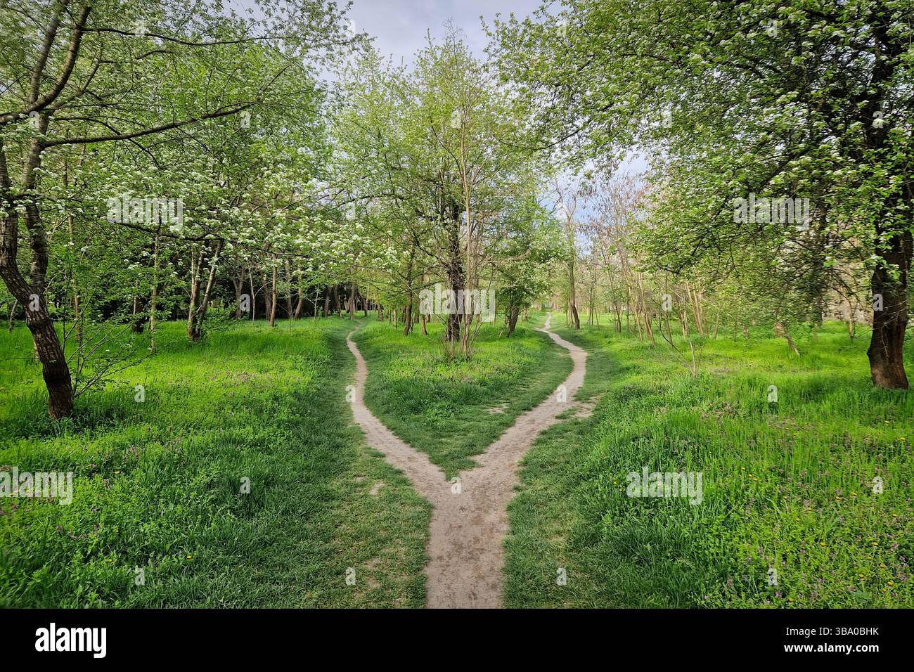 Split footpath in the forest, choosing the right way concept. Idyllic spring rural landscape with two distinct dirt trails in the nature leading unkno - Smartphone Captured Stock Image