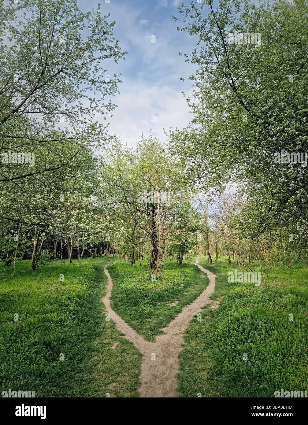 Split footpath in the forest, choosing the right way concept. Idyllic spring rural landscape with two distinct dirt trails in the nature leading unkno - Smartphone Captured Stock Image