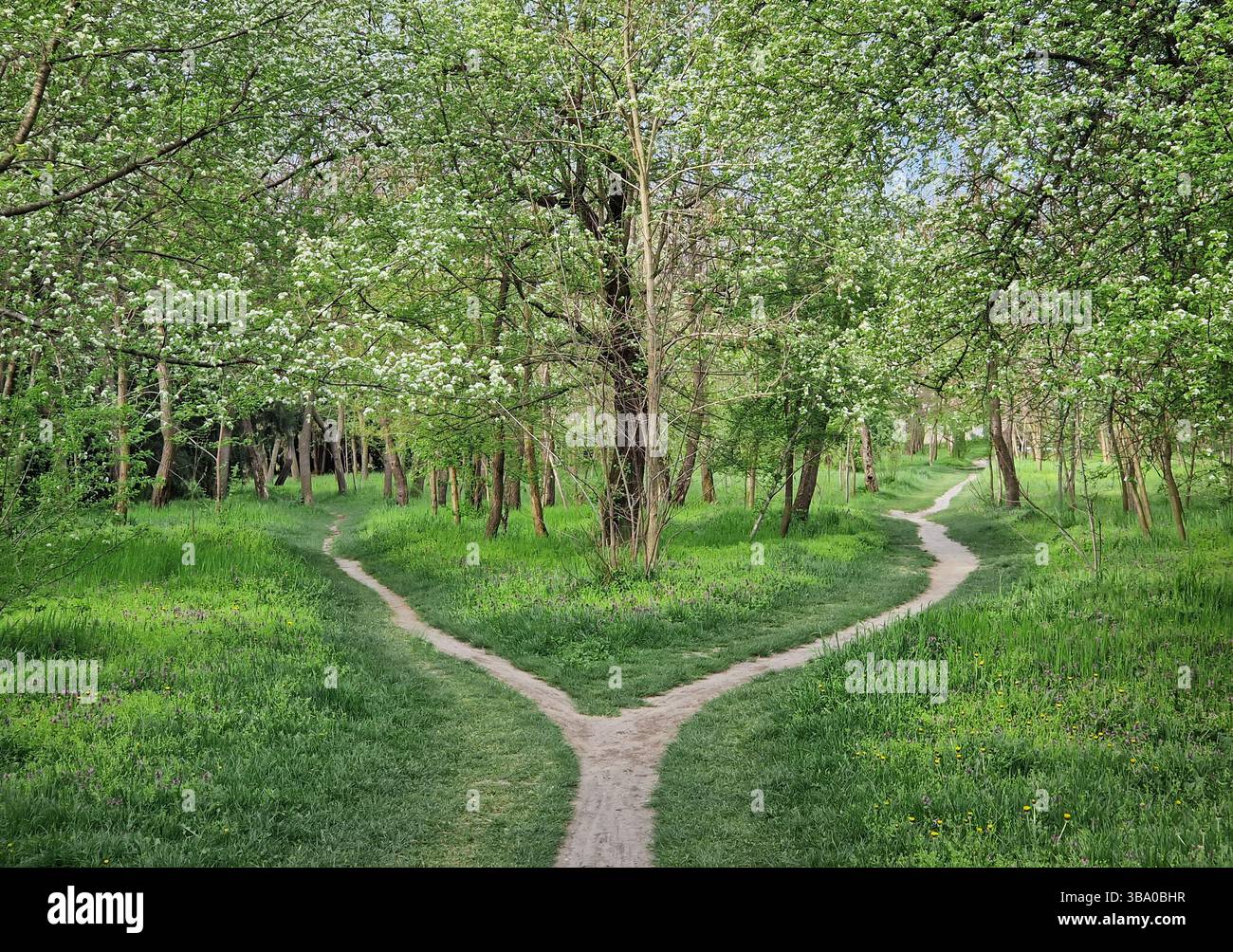 Split footpath in the forest, choosing the right way concept. Idyllic spring rural landscape with two distinct dirt trails in the nature leading unkno - Smartphone Captured Stock Image