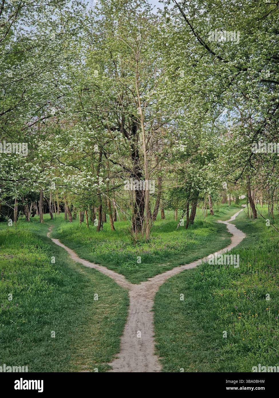 Split footpath in the forest, choosing the right way concept. Idyllic spring rural landscape with two distinct dirt trails in the nature leading unkno - Smartphone Captured Stock Image