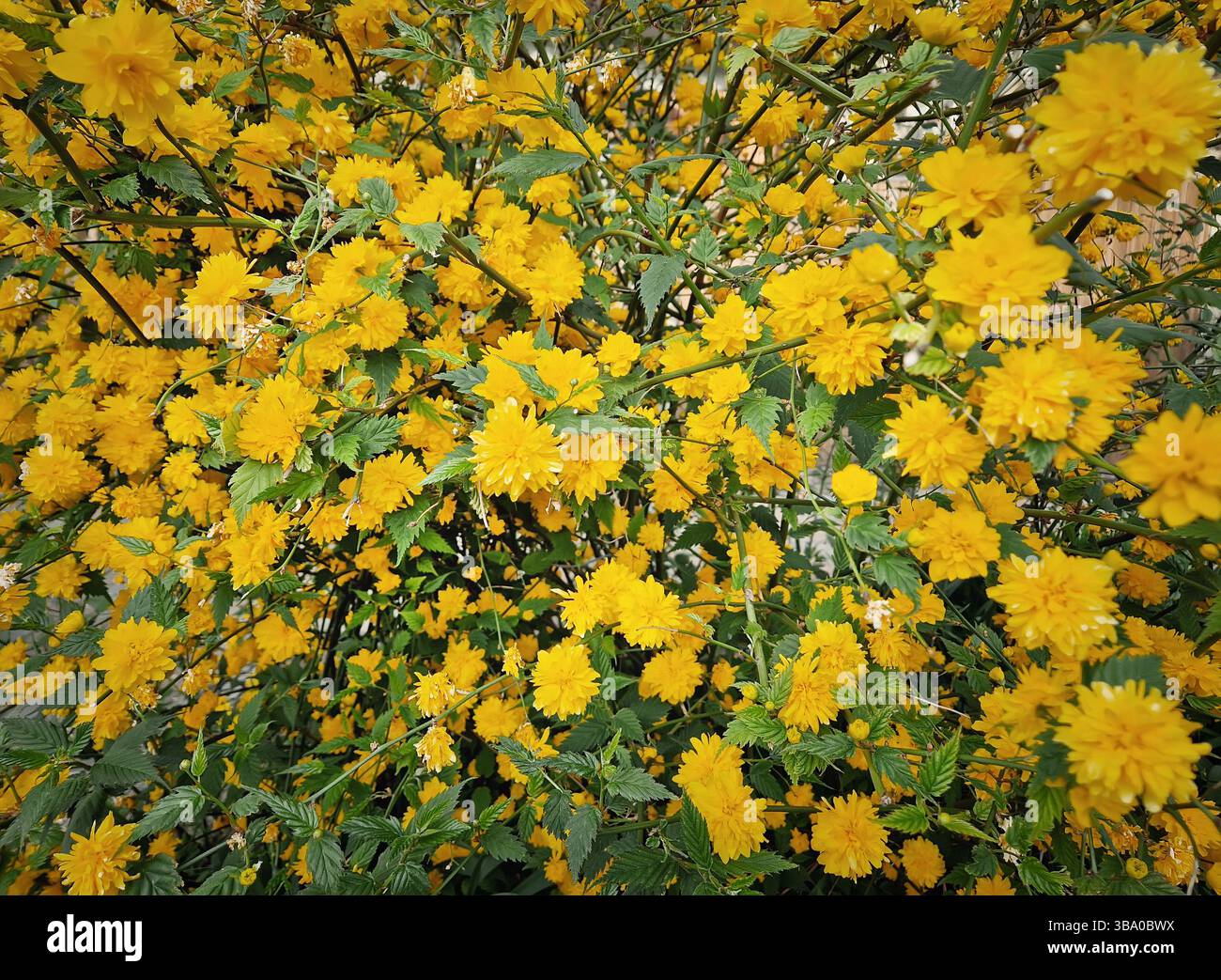 Dense shrub of Japanese kerria (Kerria japonica) flowers. Bright yellow blooms cover the branches as cluster. Green serrated leaves add contrast, crea - Smartphone Captured Stock Image