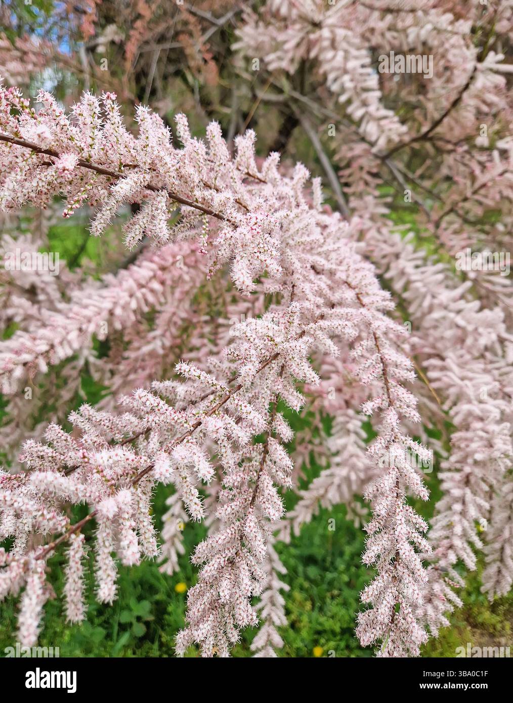 Tamarix tetrandra branches adorned with dense clusters of delicate pink flowers. The slender arching twigs create a feathery appearance, set against a - Smartphone Captured Stock Image