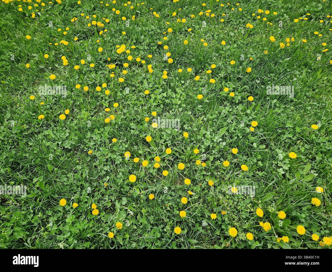 Lush green field speckled with vibrant yellow dandelions in bloom and green clover leaves through dense grass blades. Lively background reflecting the - Smartphone Captured Stock Image