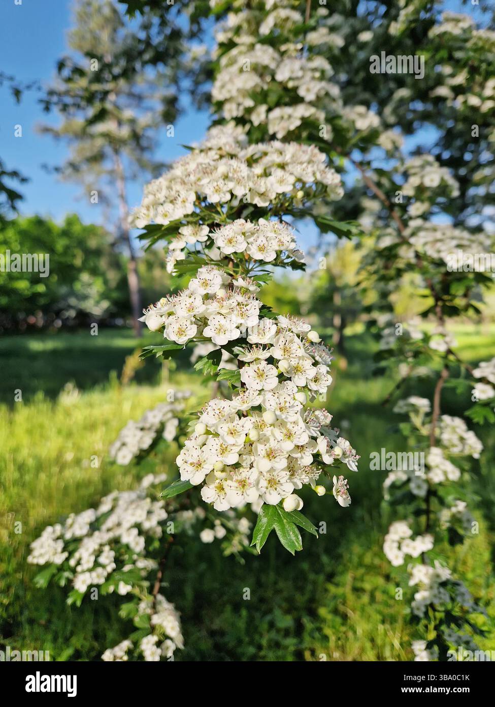 Close-up of hawthorn flowers in bloom. Crataegus white blossoms with pink stamens, clustered on the shrub branches over green spring nature background - Smartphone Captured Stock Image