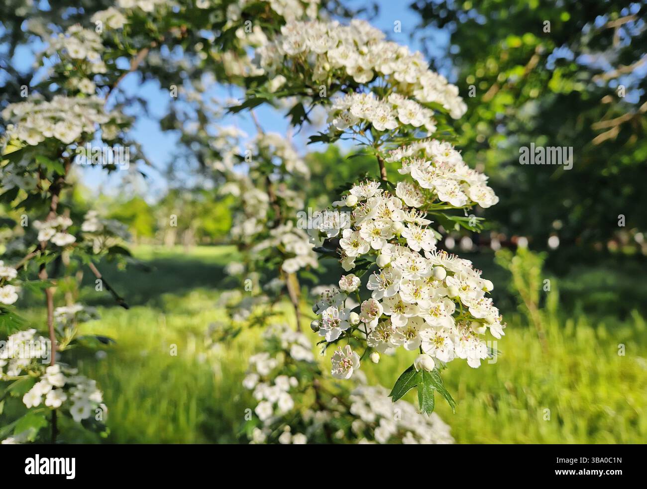 Close-up of hawthorn flowers in bloom. Crataegus white blossoms with pink stamens, clustered on the shrub branches over green spring nature background - Smartphone Captured Stock Image
