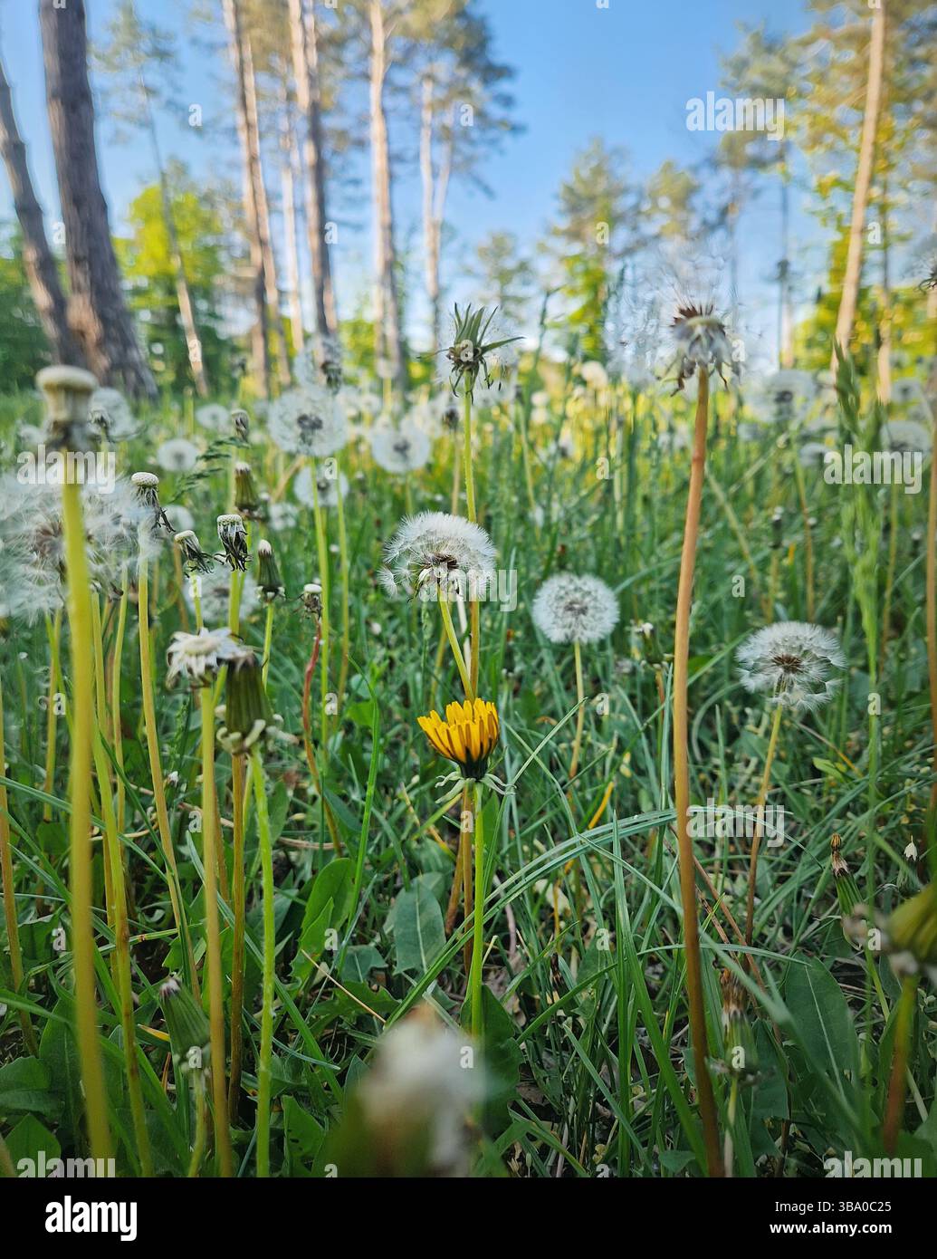 Field of dandelions in different growth stages, vibrant yellow blooms and delicate white seed blowballs. Lush green grass meadow near the forest with - Smartphone Captured Stock Image