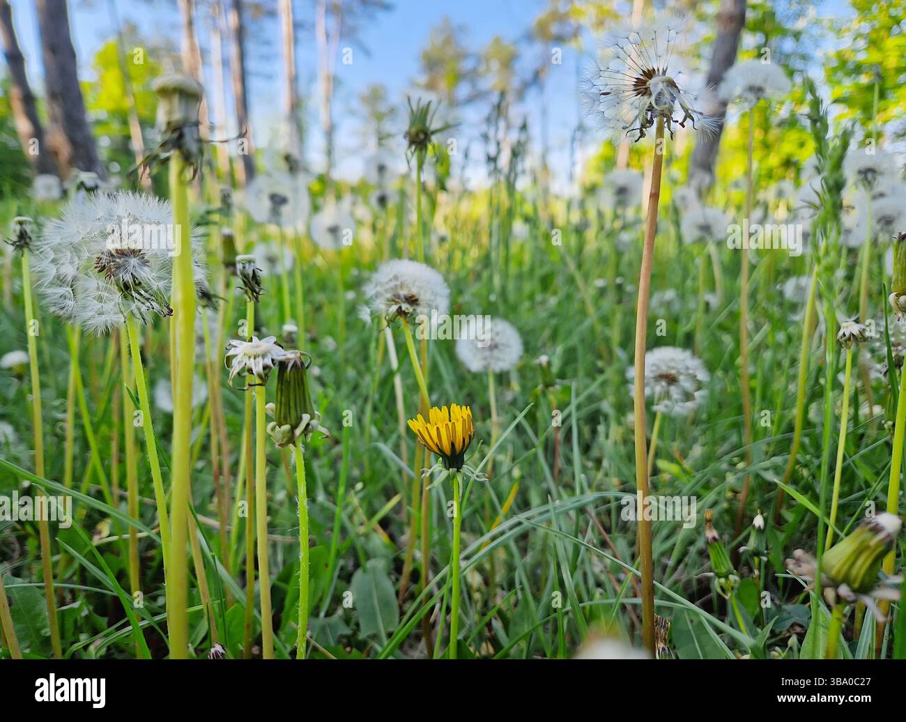 Field of dandelions in different growth stages, vibrant yellow blooms and delicate white seed blowballs. Lush green grass meadow near the forest with - Smartphone Captured Stock Image