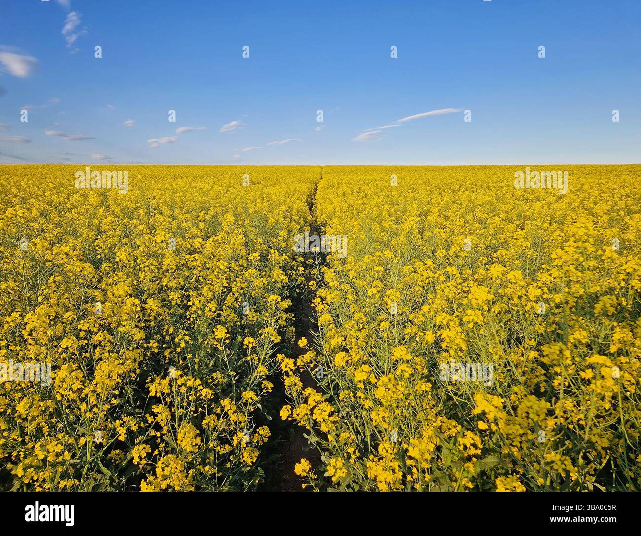 Vast rapeseed field in full bloom with bright yellow flowers and a footpath crossing the land, stretching toward the horizon. Dense clusters of blosso - Smartphone Captured Stock Image
