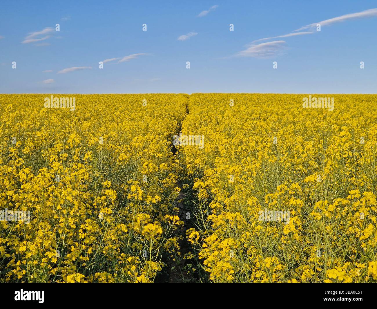 Vast rapeseed field in full bloom with bright yellow flowers and a footpath crossing the land, stretching toward the horizon. Dense clusters of blosso - Smartphone Captured Stock Image