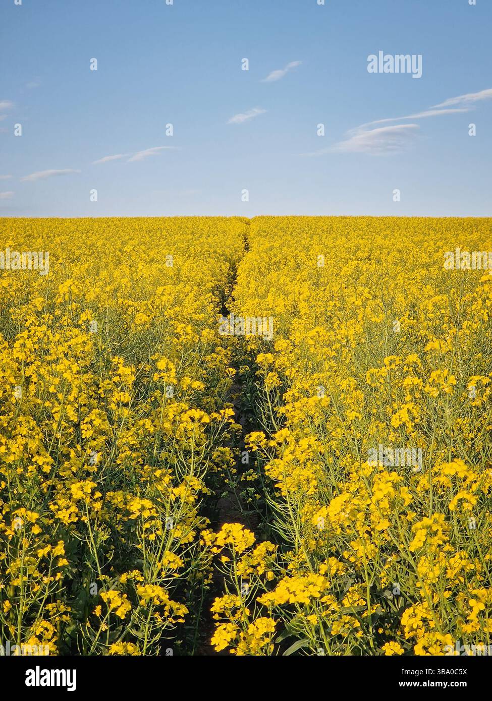 Vast rapeseed field in full bloom with bright yellow flowers and a footpath crossing the land, stretching toward the horizon. Dense clusters of blosso - Smartphone Captured Stock Image