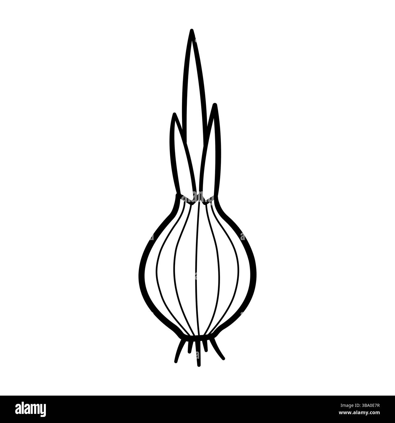 Spring onion illustration Black and White Stock Photos \u0026 Images - Alamy, image size:1300x1390