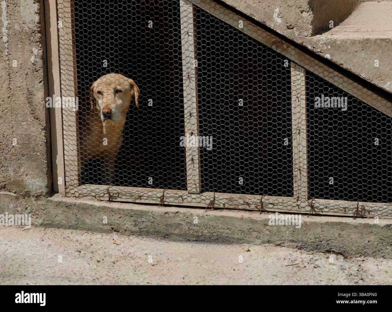 Behind the Bars: Portrait of a Captive Soul Stock Photo