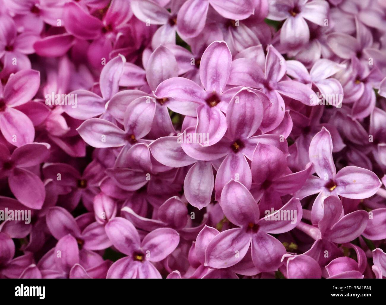 07-05-2025-sachsen-anhalt-sachsen-anhalt-flieder-violett-violetter
