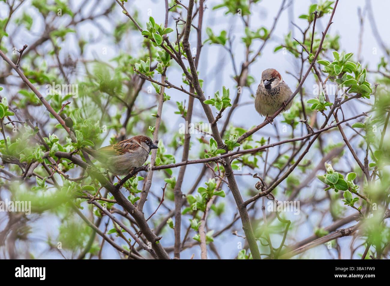 Two sparrows sit on branches with budding leaves in springtime Stock Photo