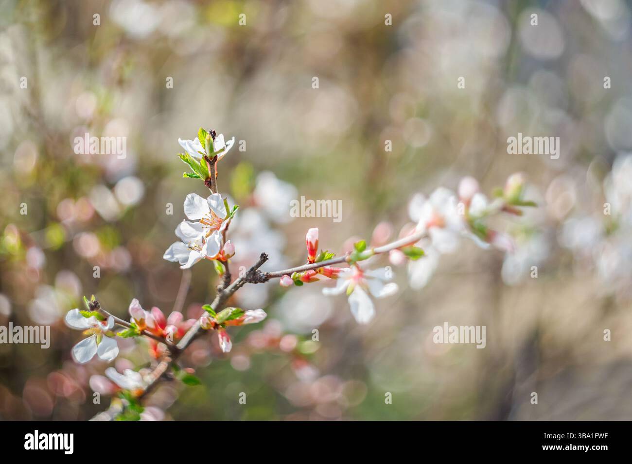 Branch of blossoming felt cherry on a blurred background with bokeh. Stock Photo