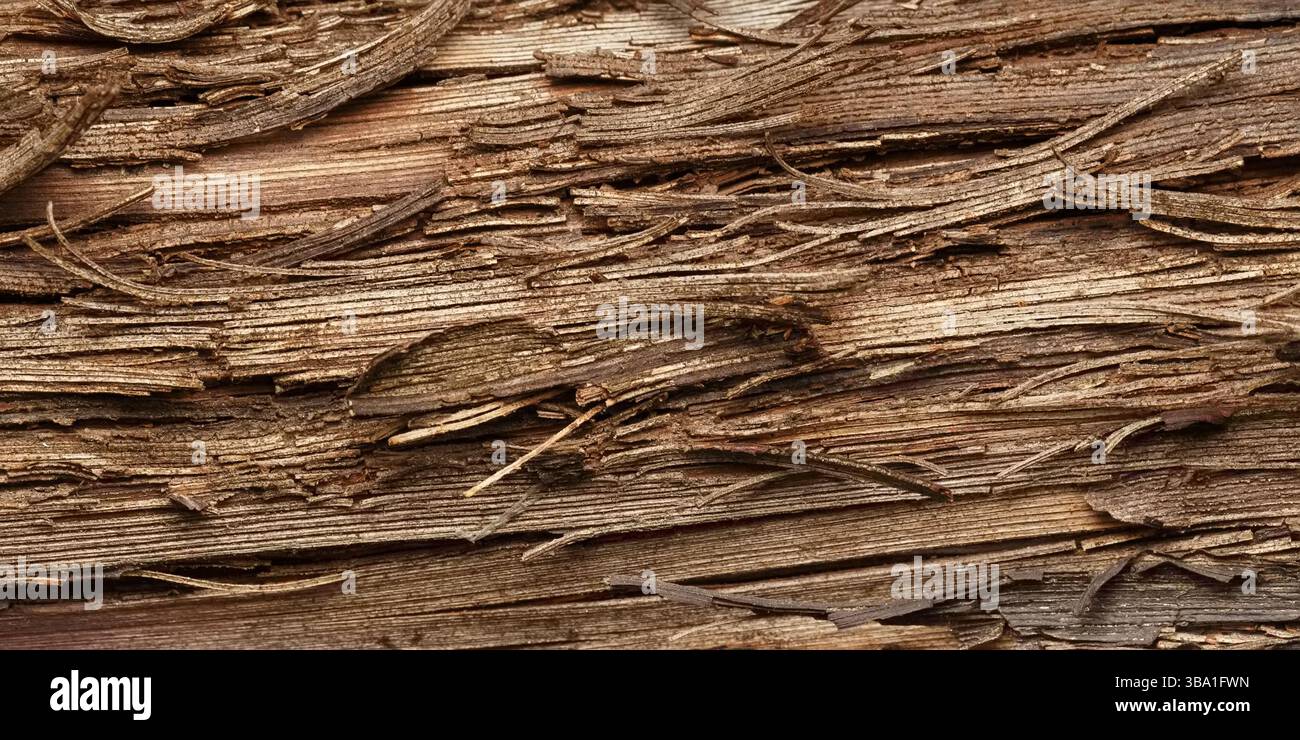 Texture of fibrous bark of old grape vine. Macro photography Stock ...
