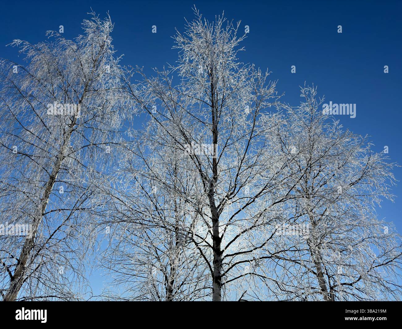 Trees with icy branches stand out against a vibrant, clear, and bright blue sky in winter. - Smartphone Captured Stock Image