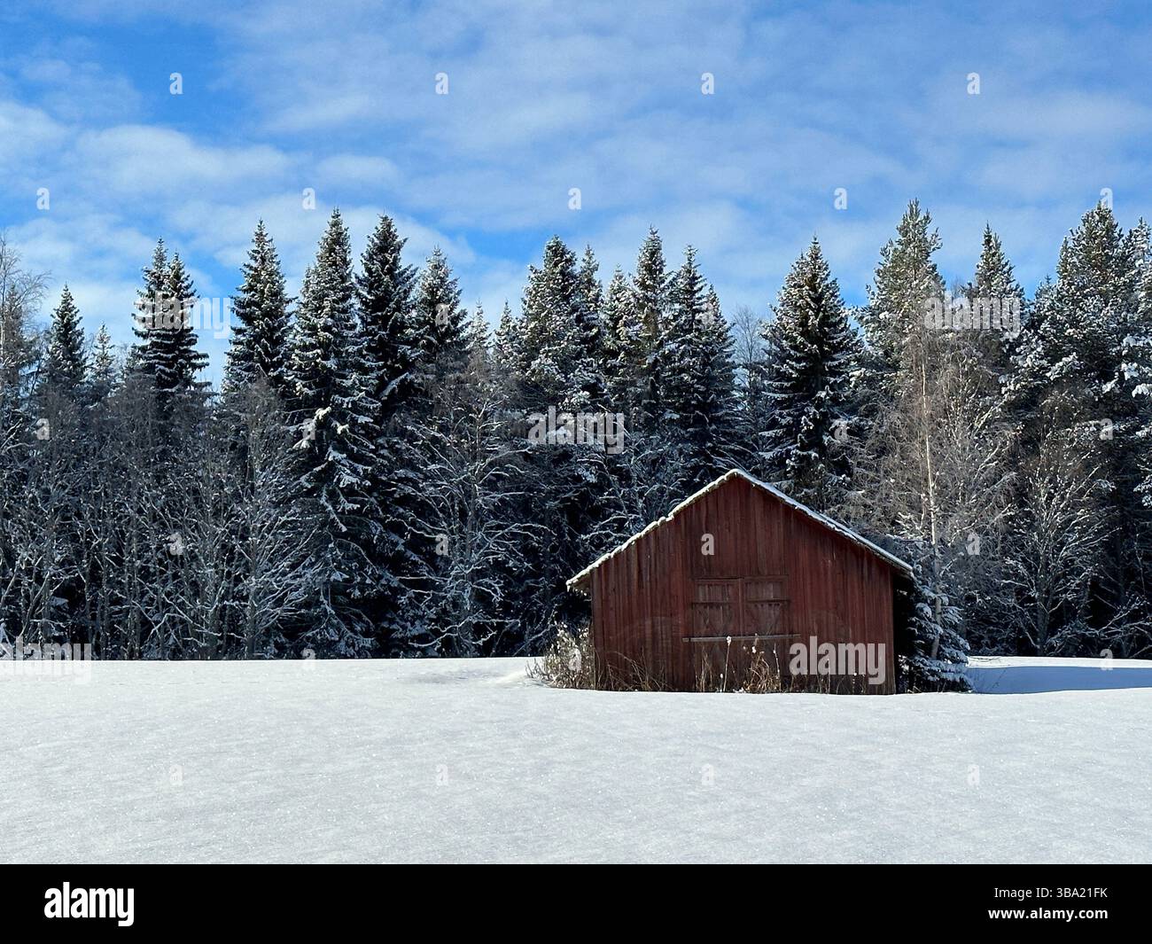 A beautiful winter scene in north of Sweden , a red barn in a snowy field with snow-covered trees and blue sky. - Smartphone Captured Stock Image