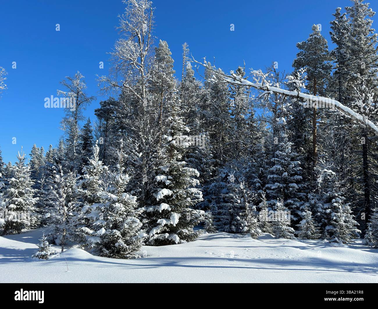 Peaceful winter forest with snow-covered evergreen trees under a clear blue sky. - Smartphone Captured Stock Image